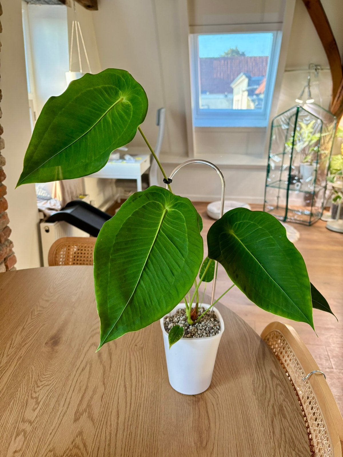 Grote Anthurium peltigerum, Overige soorten, Minder dan 100 cm, Groene kamerplant, Halfschaduw