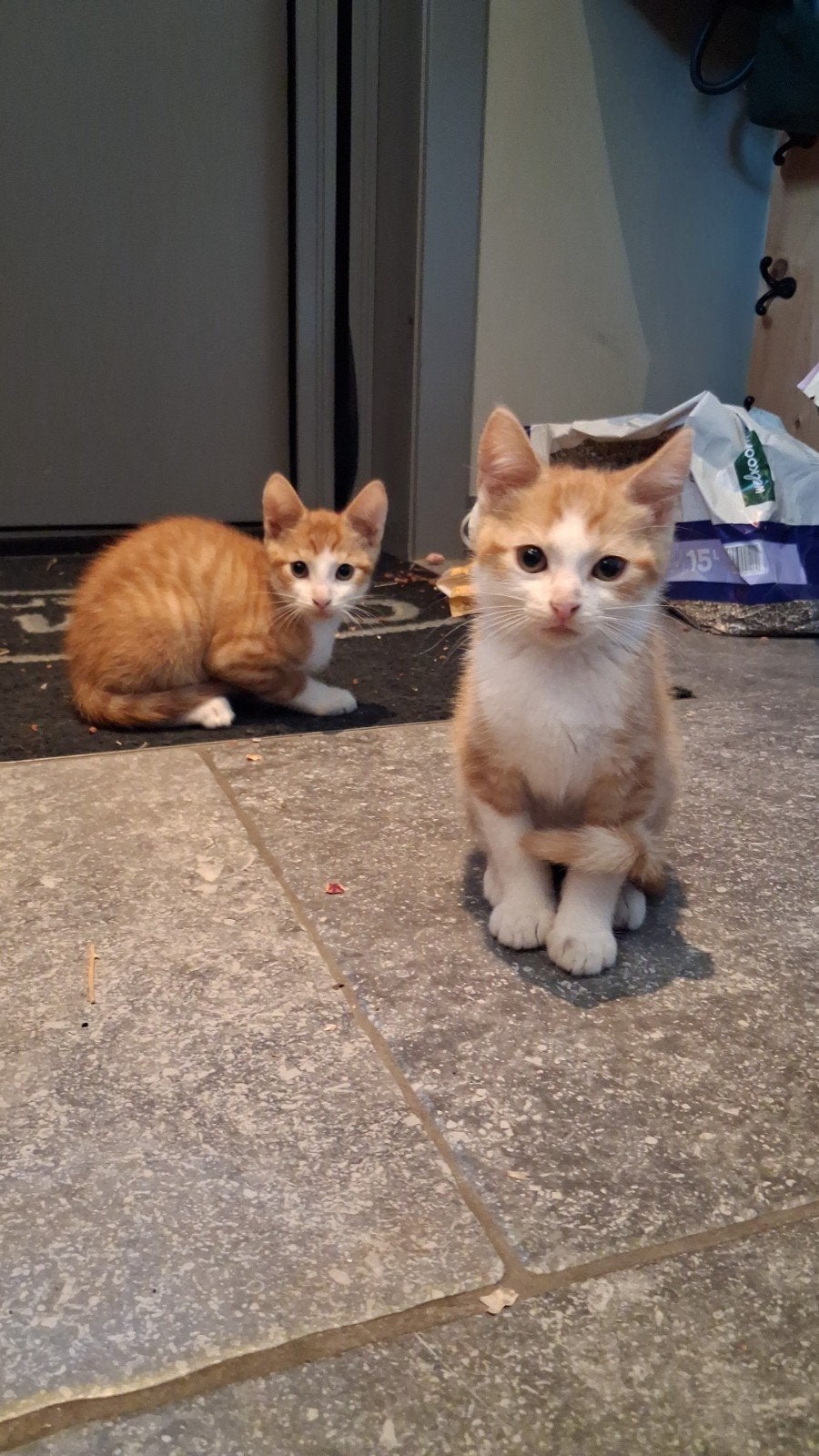 Lieve kittens te koop, Dieren en Toebehoren, Katten en Kittens | Overige Katten, Kortharig, Meerdere dieren, 0 tot 2 jaar
