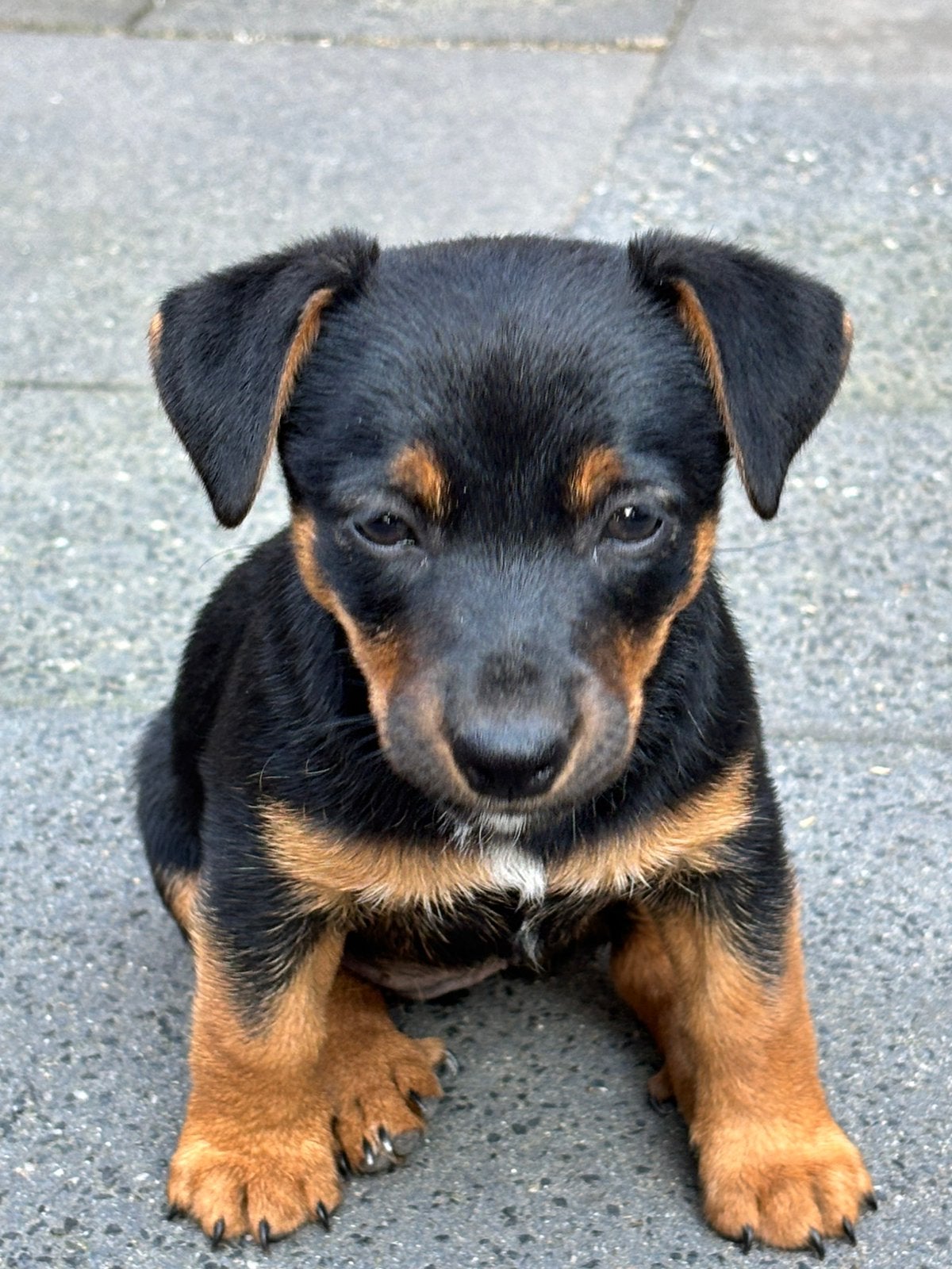 5 lieve jack russell pups, Parvo, Jack Russell Terriër, 8 tot 15 weken, Meerdere