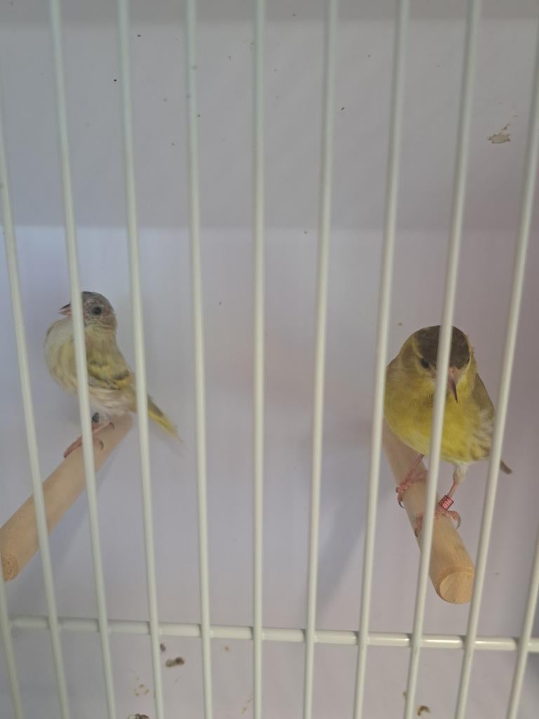 Te koop koppel europese sijzen, Meerdere dieren, Bastaard