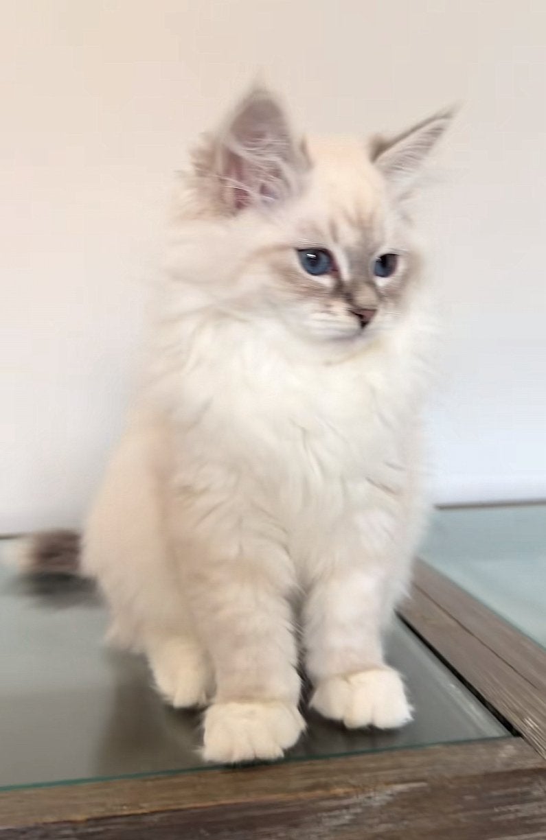 Gezocht anti allergische kat voor adoptie, Geslacht onbekend