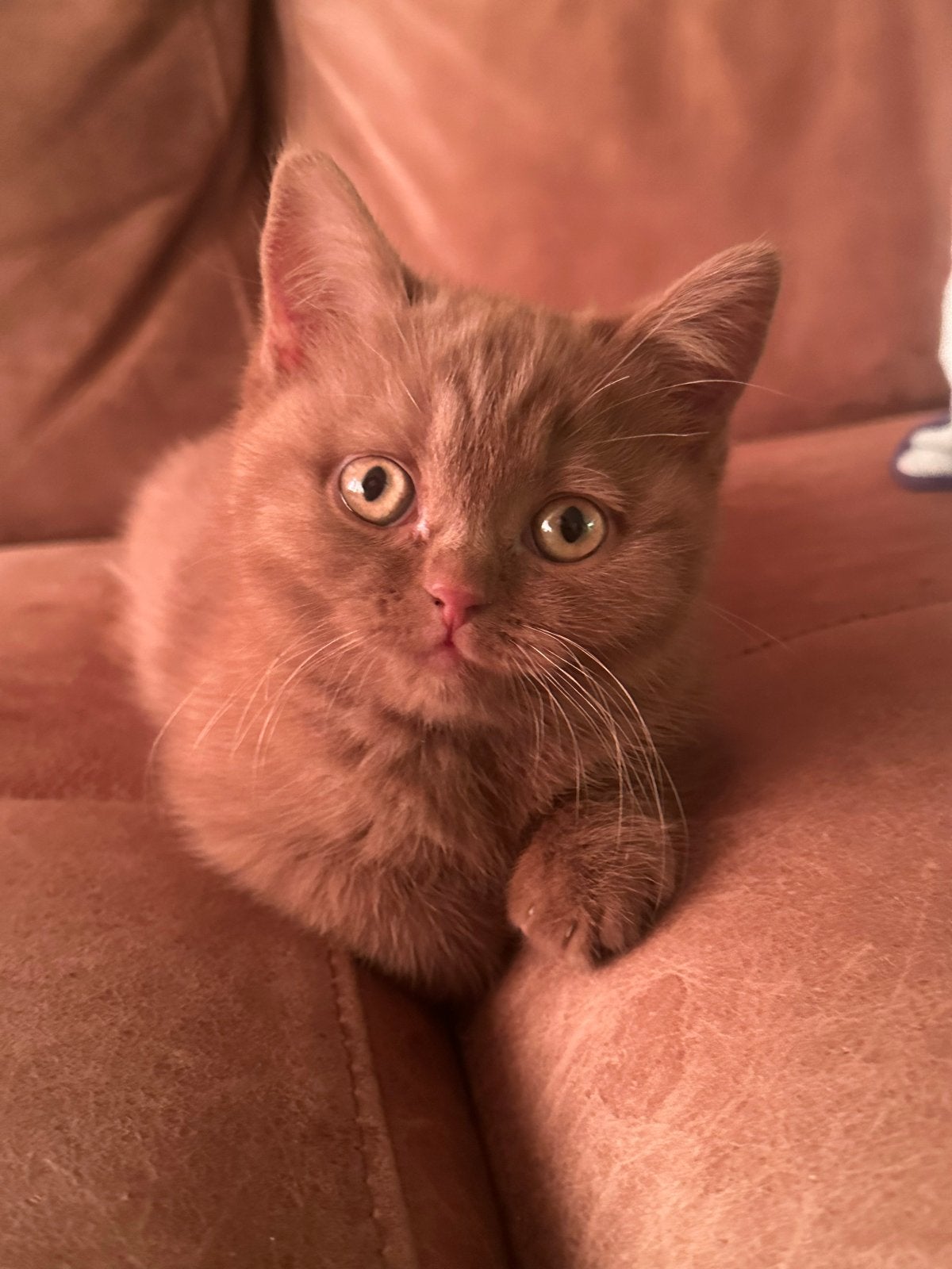 Brits korthaar cinnamon poesjes, Poes, Met stamboom