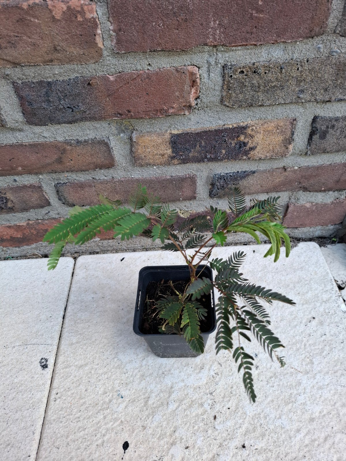 Albizia Julibrissin, slaapboom te koop!, Tuin en Terras, Ophalen, Volle zon, Overige soorten, Minder dan 100 cm
