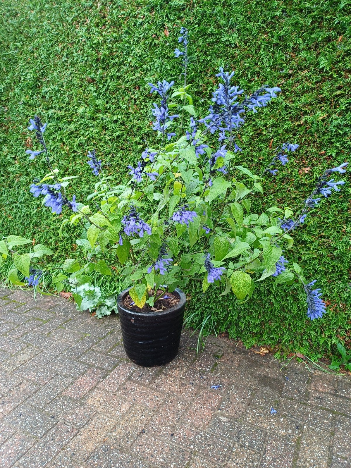 Salvia quaranitica Black and Blue, Tuin en Terras, Ophalen of Verzenden, Overige soorten