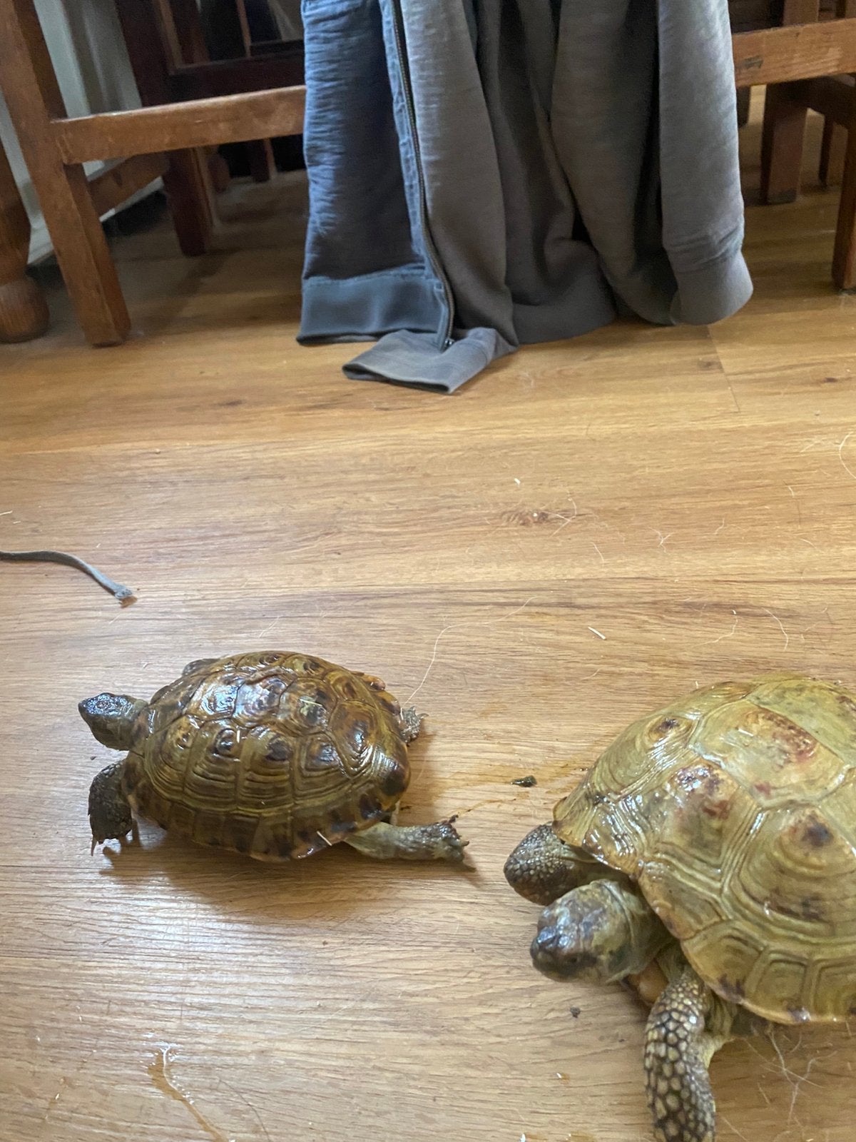 Vierteen schildpad Tortoise - unknown for sale from Elza