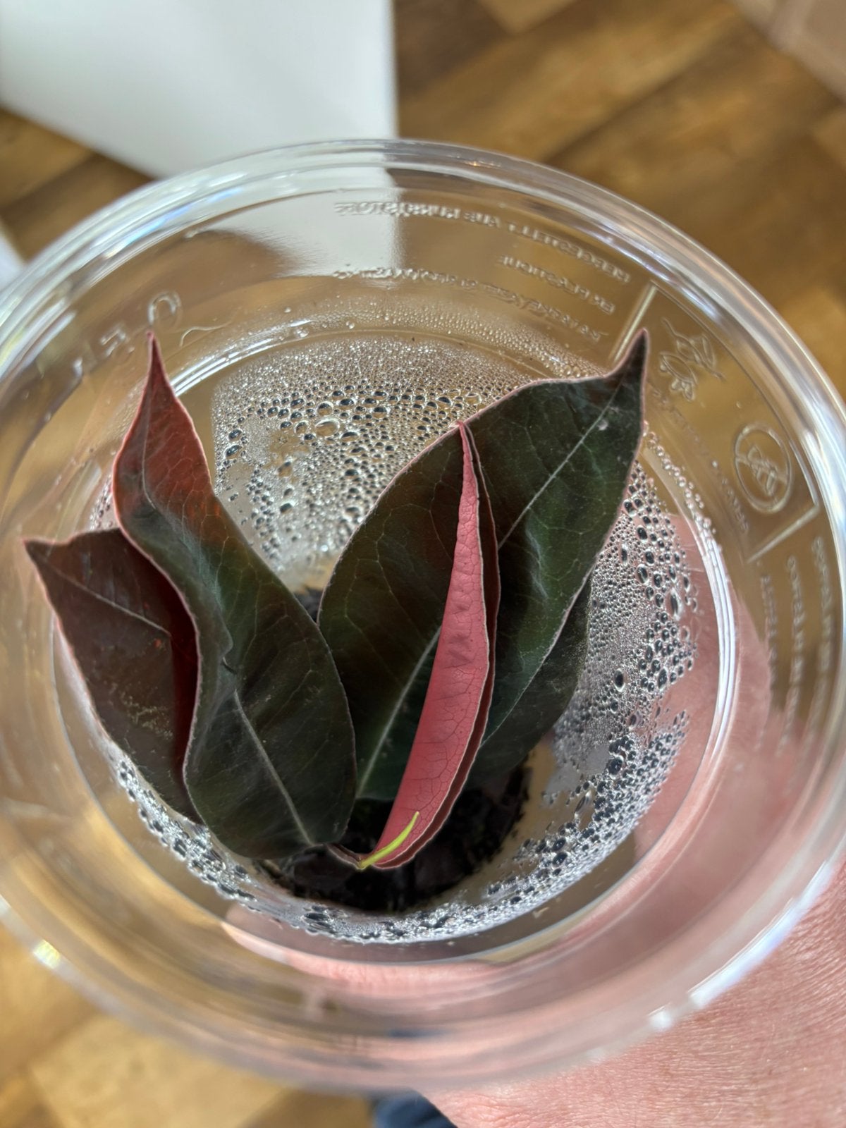 Terrariumplant marcgravia el coca, Ophalen of Verzenden, Halfschaduw, Minder dan 100 cm