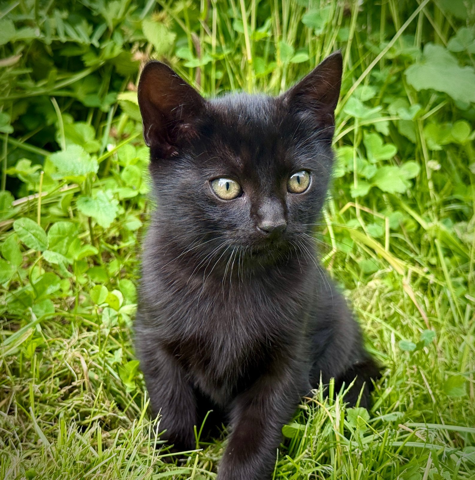 Boerderij kittens, Dieren en Toebehoren, Katten en Kittens | Raskatten | Korthaar, Kater, Ontwormd, 0 tot 2 jaar