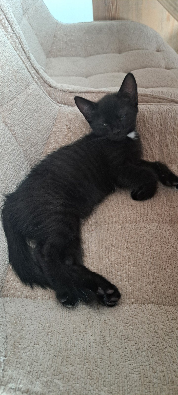 Schattig zwart (met witte vlekjes) poesje, Dieren en Toebehoren, Katten en Kittens | Overige Katten, Meerdere dieren