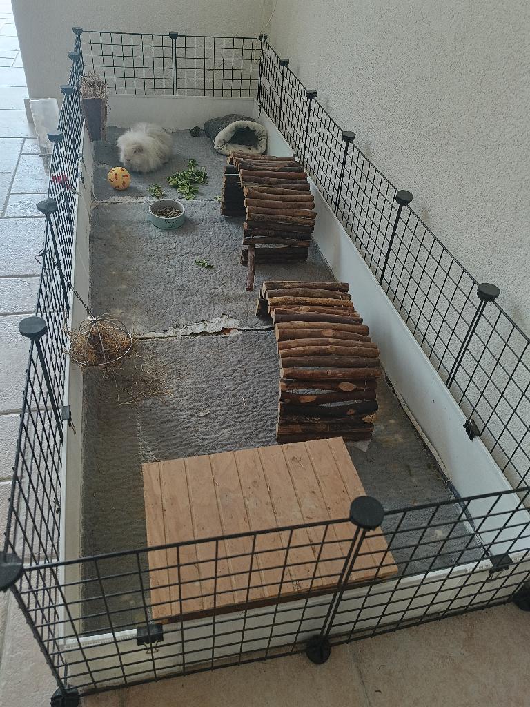 Cavia verblijf, Ren, Cavia, Ophalen, Minder dan 60 cm