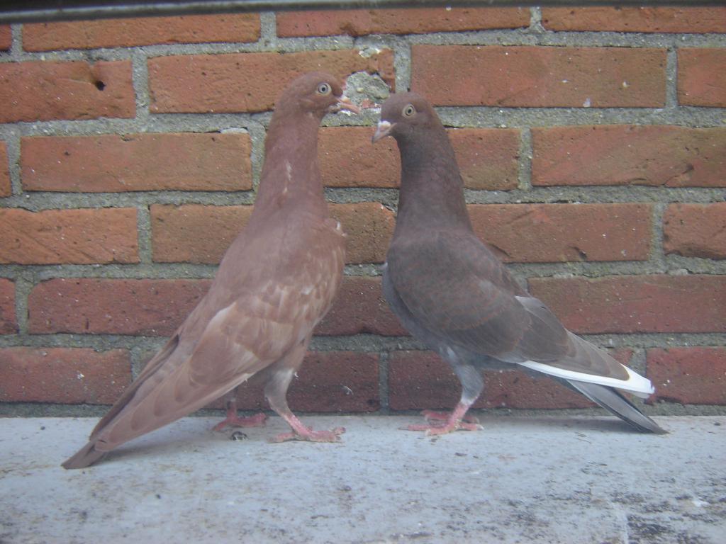 Sierduifjes *, Dieren en Toebehoren, Vogels | Duiven, Meerdere dieren, Overige soorten