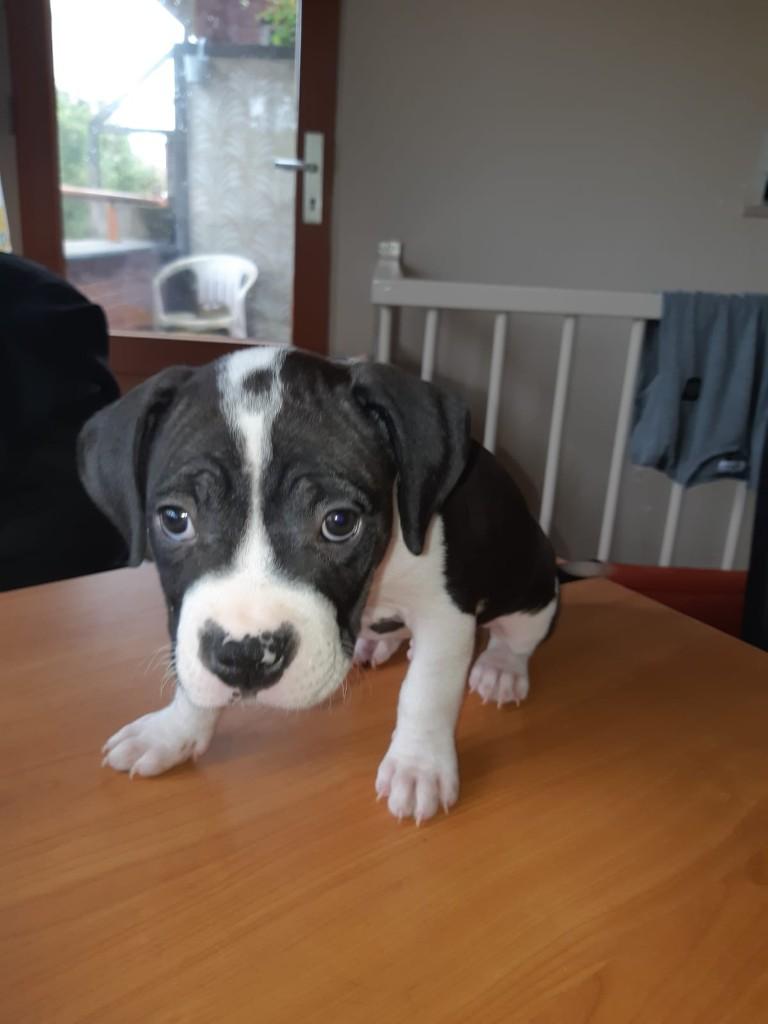 Presa canario/ pitbull puppies te koop, Dieren en Toebehoren, Honden | Bulldogs, Pinschers en Molossers, Parvo, Overige rassen