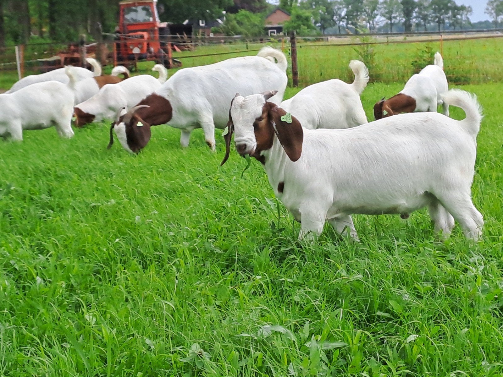 Te koop boerbok stamboek  cl cae vrij qkoorts geënt
