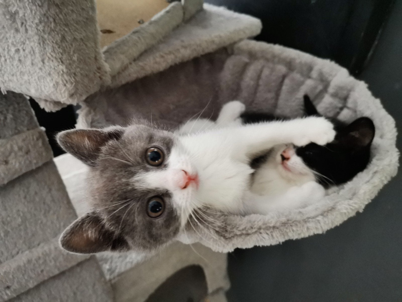 Prachtige poesjes, kruizing britse korthaar x europeze, Dieren en Toebehoren, Katten en Kittens | Overige Katten, Poes, Kortharig