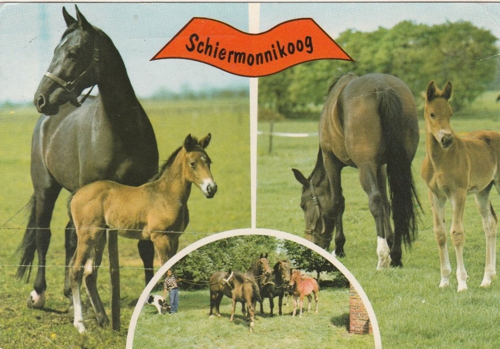 SCHIERMONNIKOOG Paarden en Veulens, Verzenden, 1960 tot 1980, Gelopen, Waddeneilanden