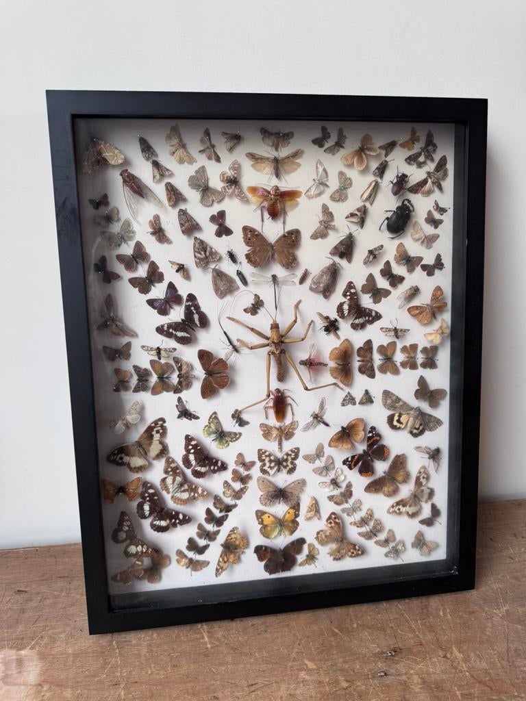 Lijst met insecten, Huis en Inrichting, Ophalen, Zo goed als nieuw