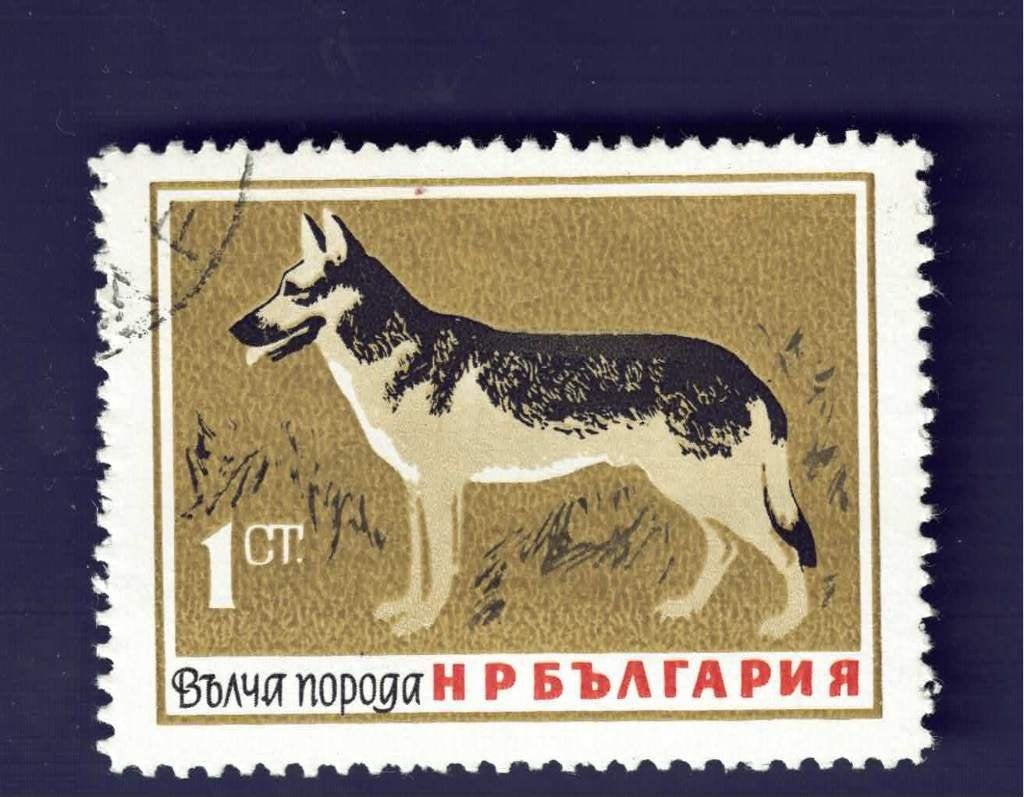 Fauna - Honden - Bulgarije - 1 ct - Herder - gebr, Ophalen of Verzenden, Gestempeld, Dier of Natuur