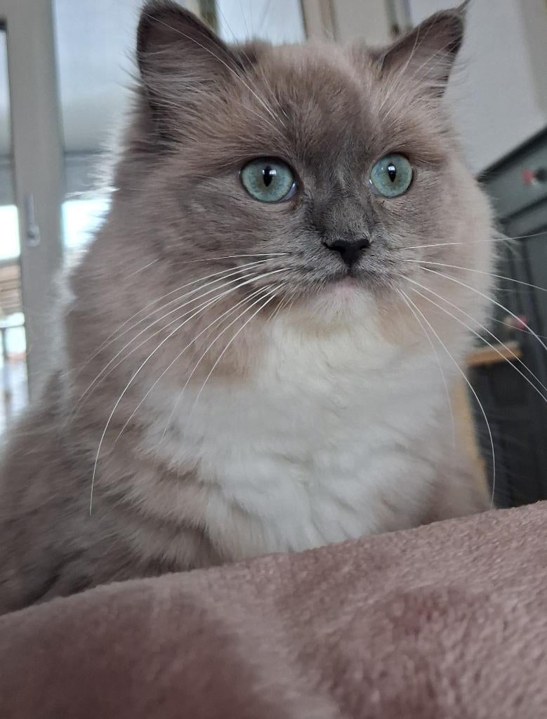 Mooiste grootste liefste blue mink mitted ragdoll, Dieren en Toebehoren, Poes, Gechipt, 0 tot 2 jaar
