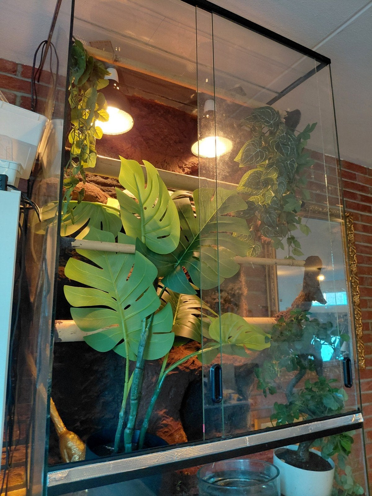 0.0.1 High yellow Morelia viridis Biak uit 2025 Green Tree Python photo 3