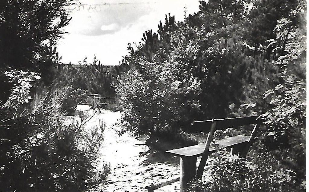 Ossendrecht- -Dennenheuvel., Verzenden, 1960 tot 1980, Gelopen, Noord-Brabant