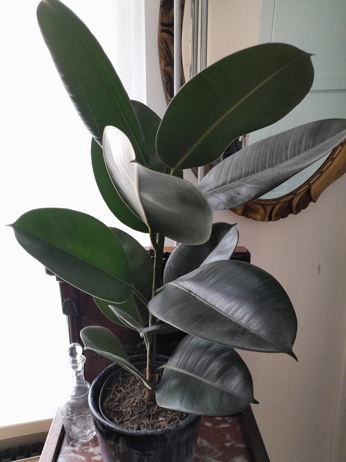 Mooie ficus, Huis en Inrichting, Ophalen, Ficus, Halfschaduw, Minder dan 100 cm