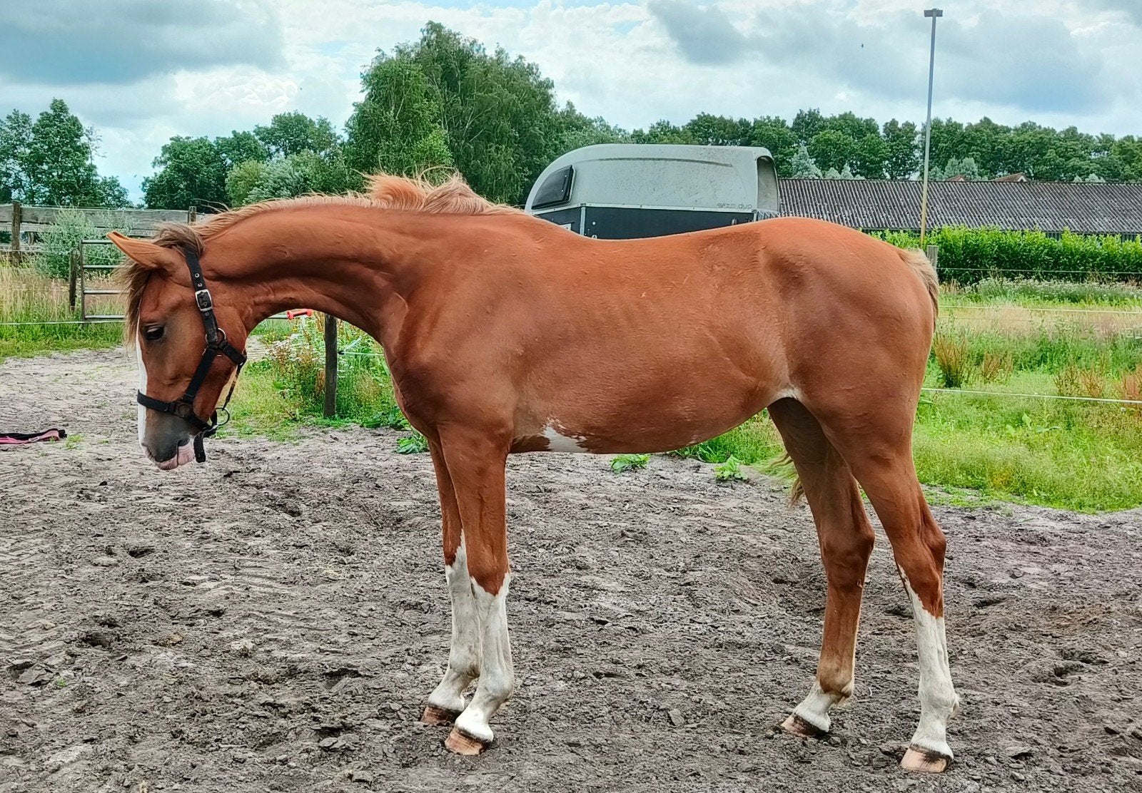Aparte 1-jarige tuigpaard merrie te koop !, Merrie, Tuigpaard, Met stamboom, 0 tot 2 jaar