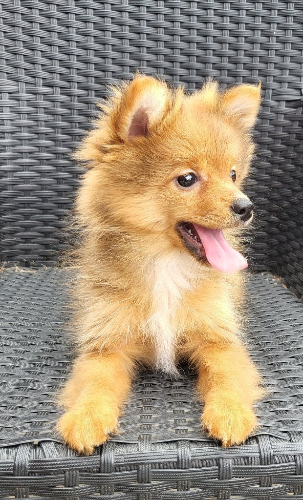 Zeer mooi en lieve dwergkees te koop, Dieren en Toebehoren, België, Particulier, Overige rassen, 8 tot 15 weken