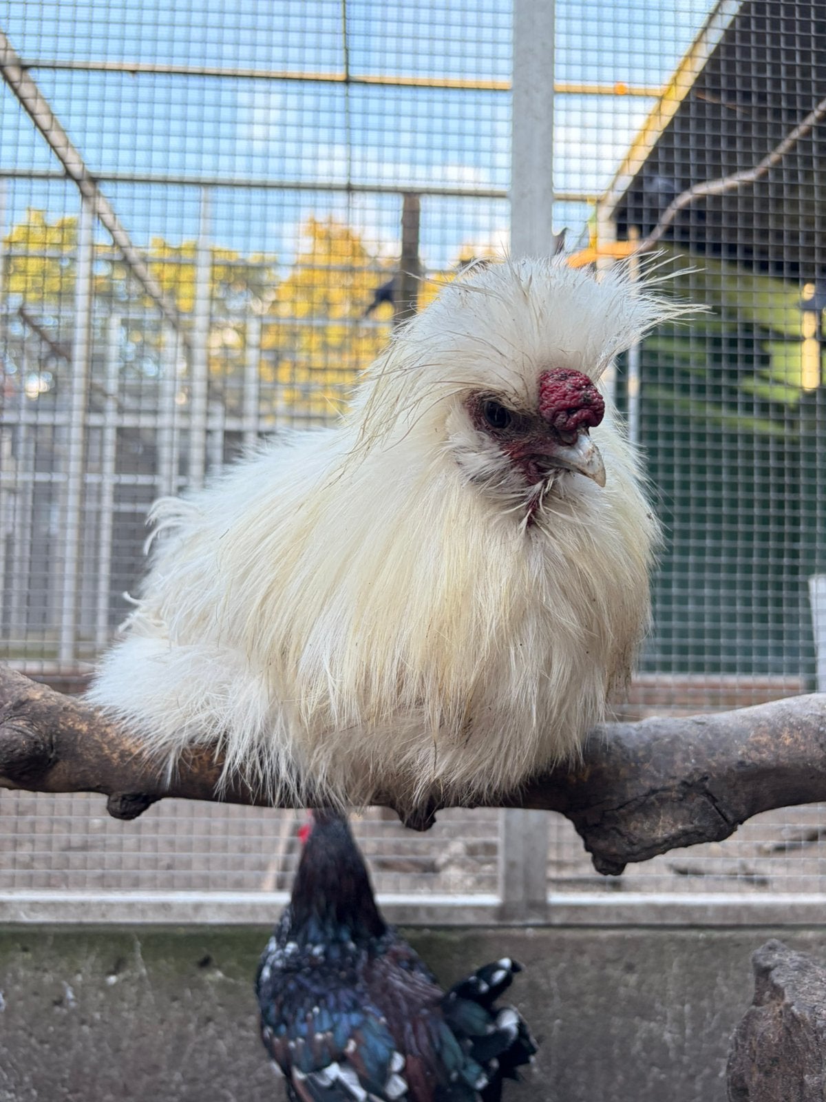 Nugget, raszuivere witte zijdehoen haan, Mannelijk, Kip