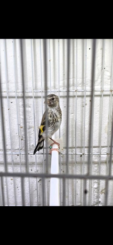 Mooi kleine putters jongen 2026 goed geringd 2.5, Dieren en Toebehoren, Meerdere dieren, Wildzangvogel, Geringd