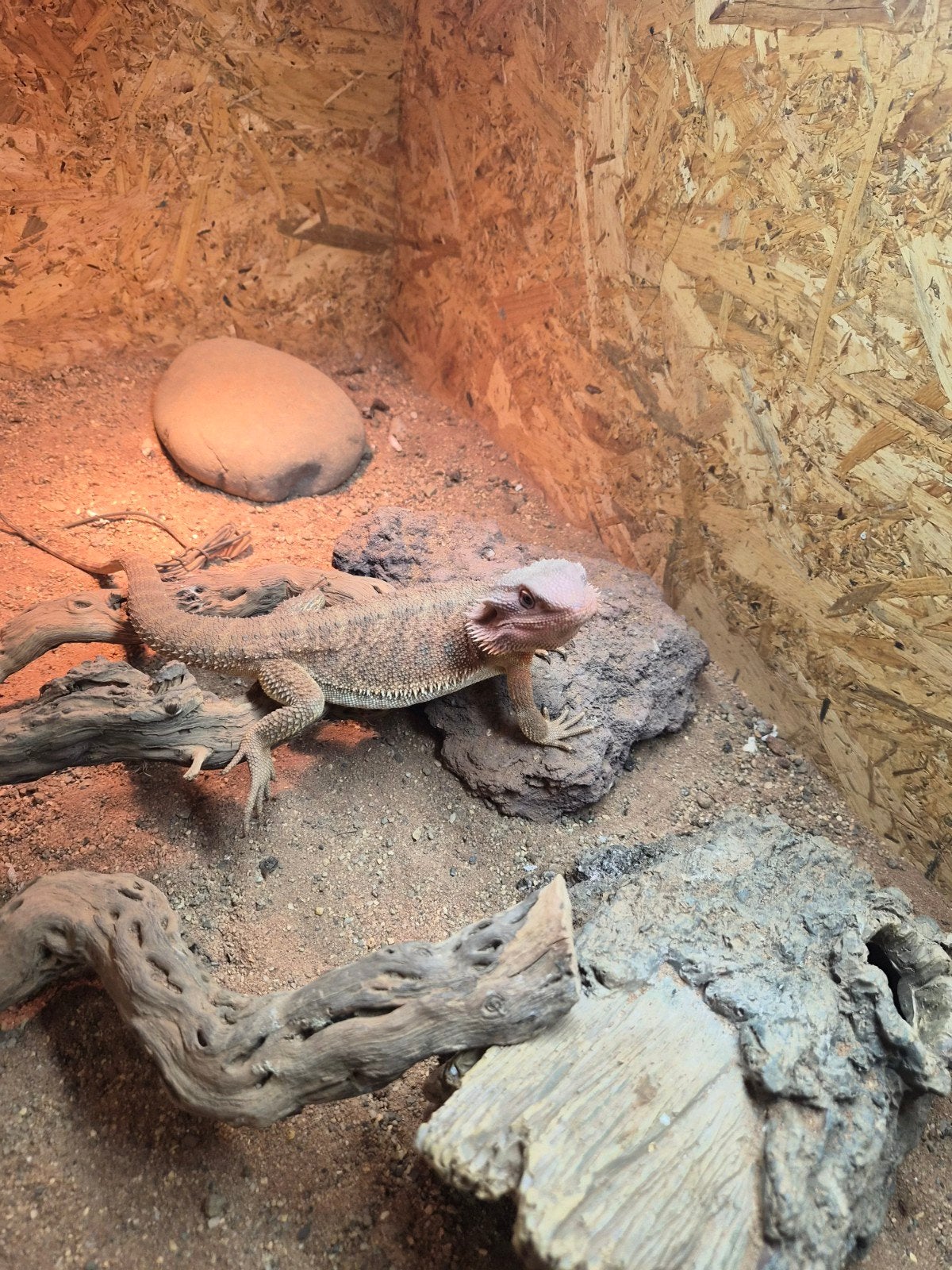 baardagaam Bearded Dragon photo 6