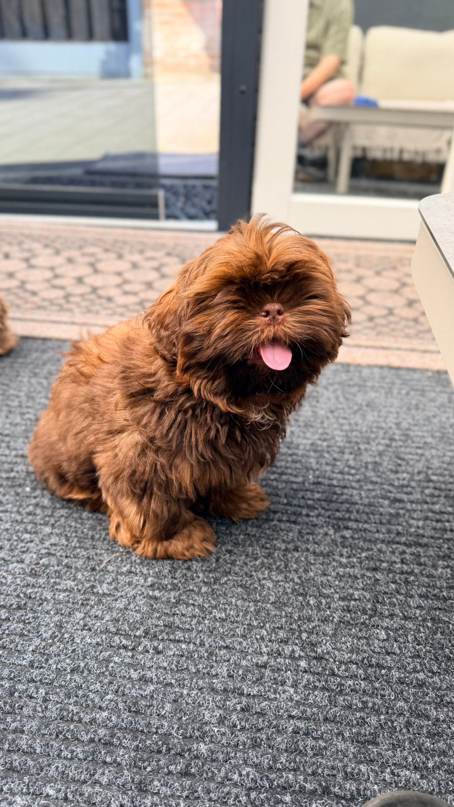 Prachtige Chocolade liver-gen Shih-Tzu pups raszuiver, Dieren en Toebehoren, Honden | Chihuahua's en Gezelschapshonden, Parvo
