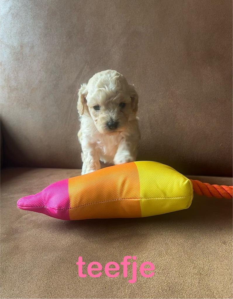 🩷 nog 1 schattige maltipoo pups puppy’s teefje 🩷, Dieren en Toebehoren, Parvo, Overige rassen, 8 tot 15 weken, Meerdere