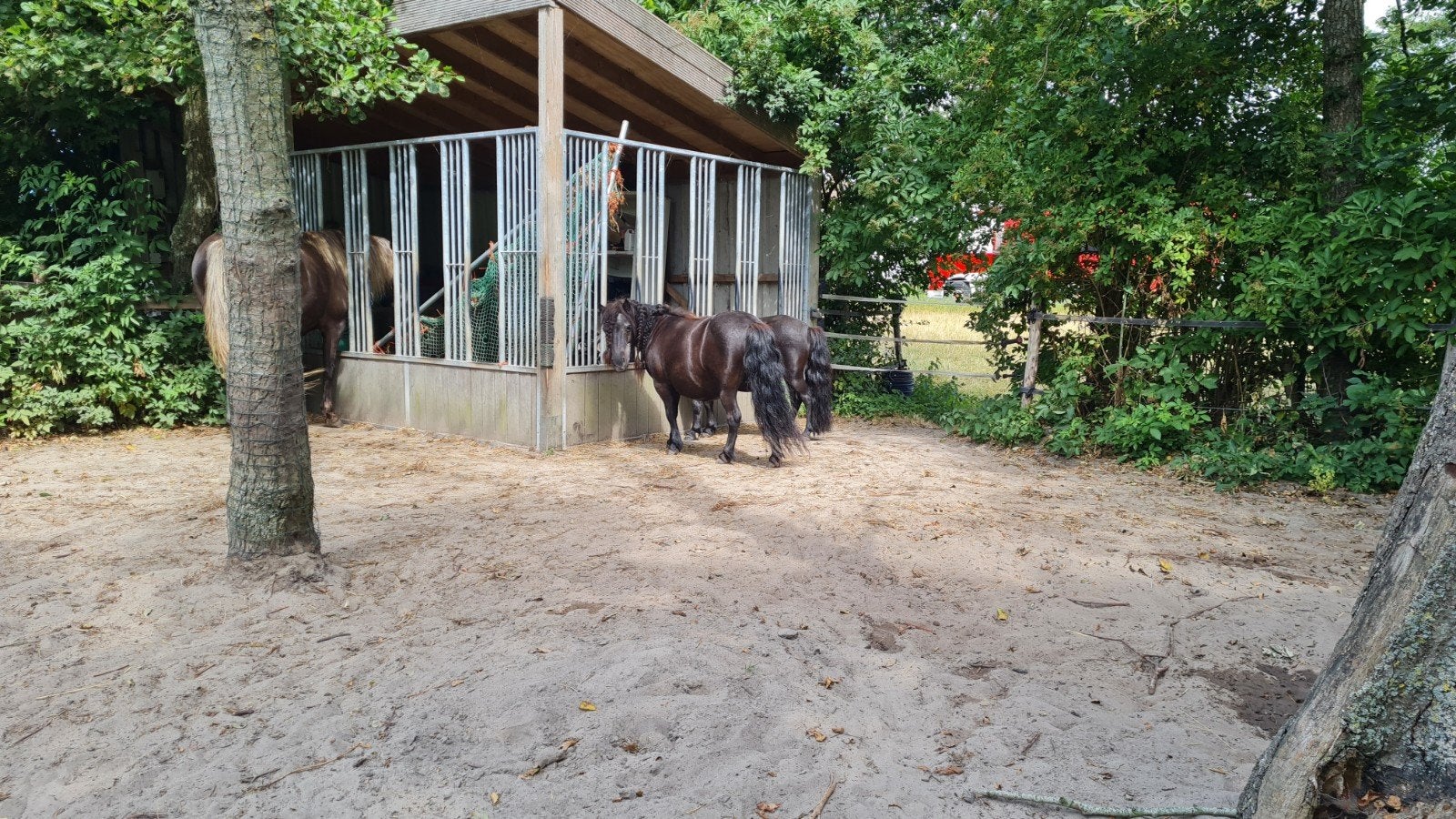 pension / pensioen stal voor pony aangeboden, 1 paard of pony