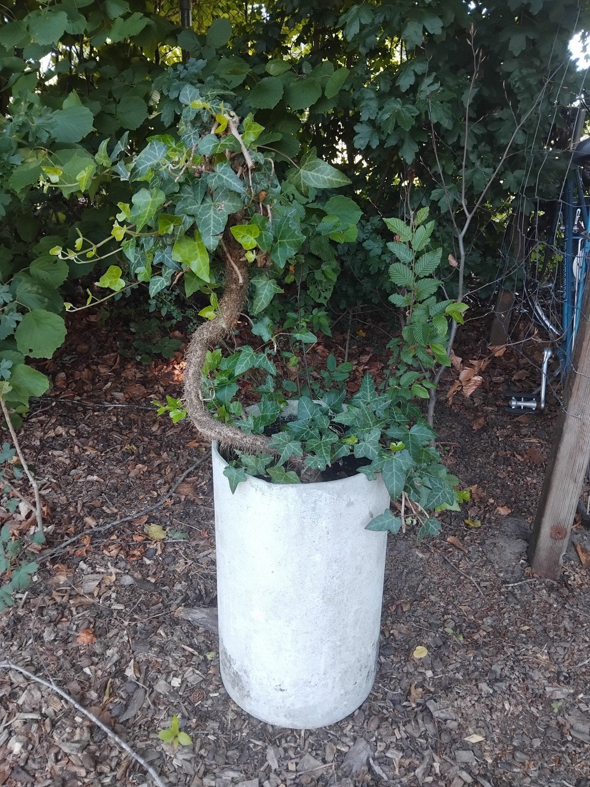 Grote betonnen plantenbak met klimop, Ophalen, Gebruikt, Minder dan 60 cm, Rond
