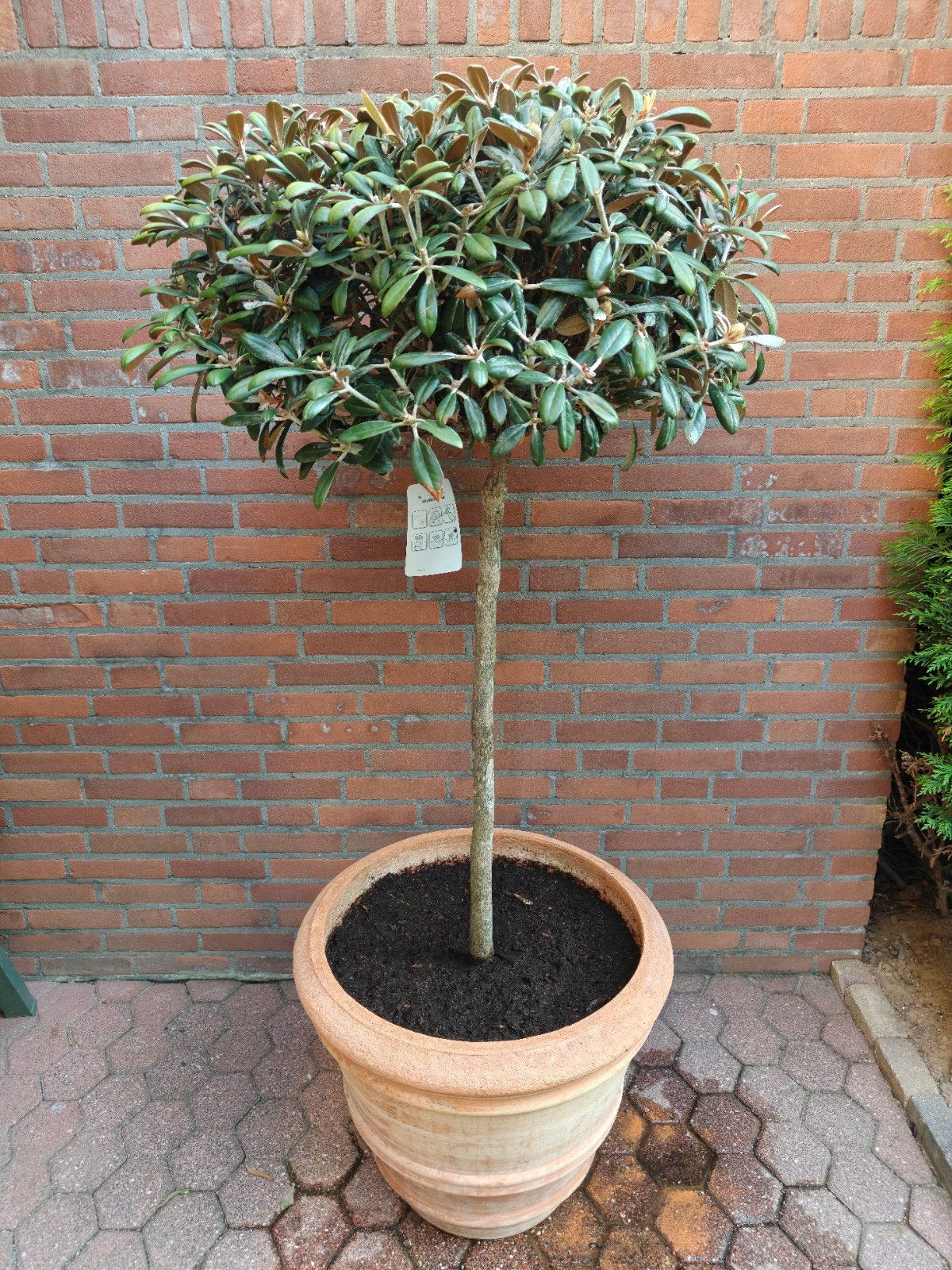 Japanse rhododendron nu voor €50,-, 100 tot 250 cm, Zomer, Palmboom, Ophalen