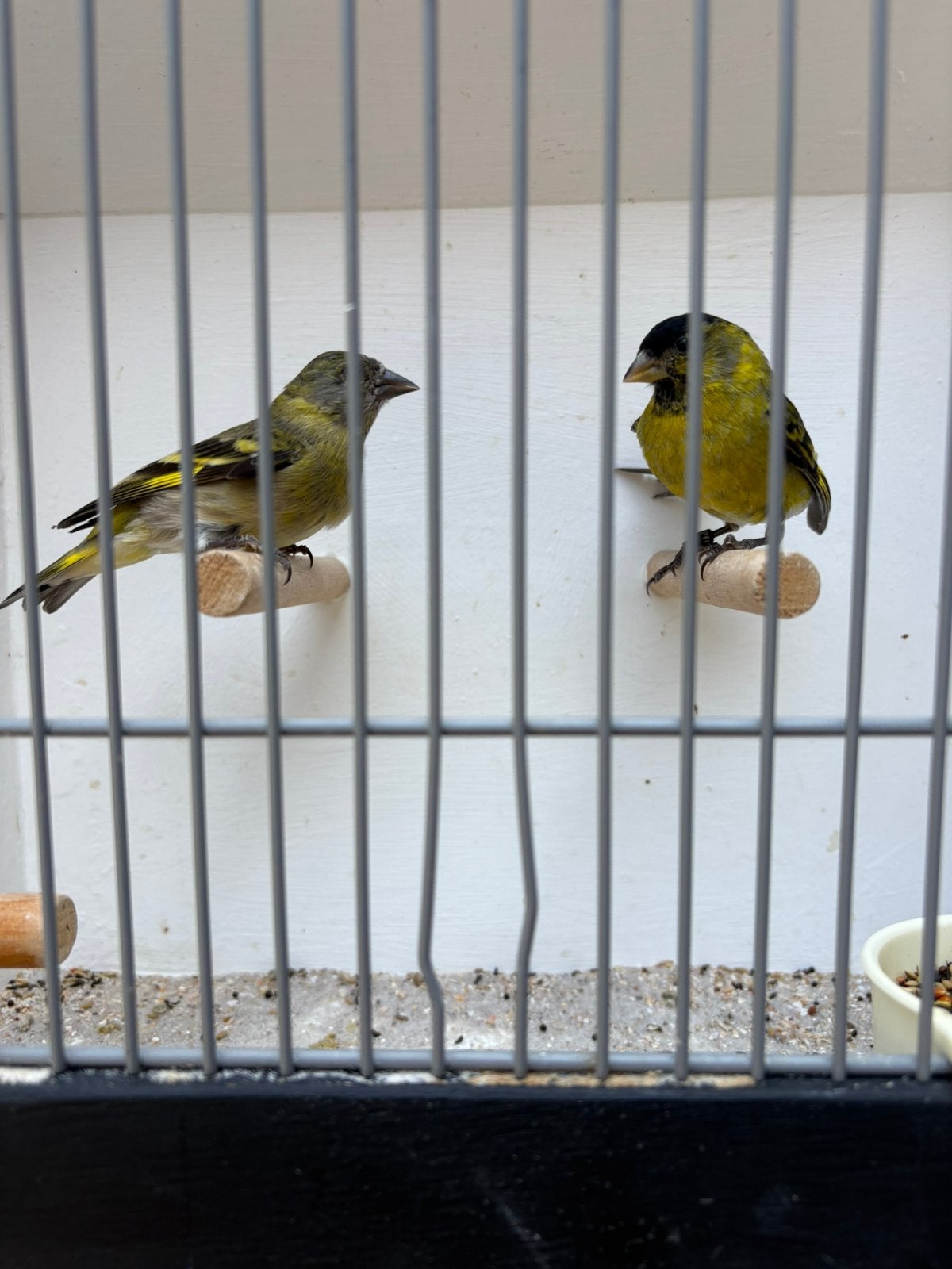 Koppel baardsijzen, Dieren en Toebehoren, Vogels | Overige Vogels, Meerdere dieren, Geringd