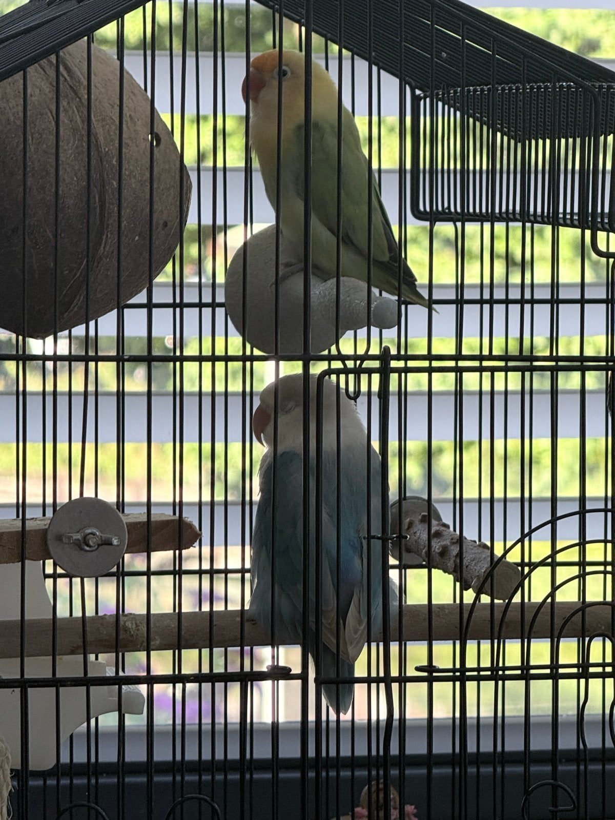 Dwergpapegaai Agapornis 2 stuks, Geslacht onbekend, Dwergpapegaai of Agapornis