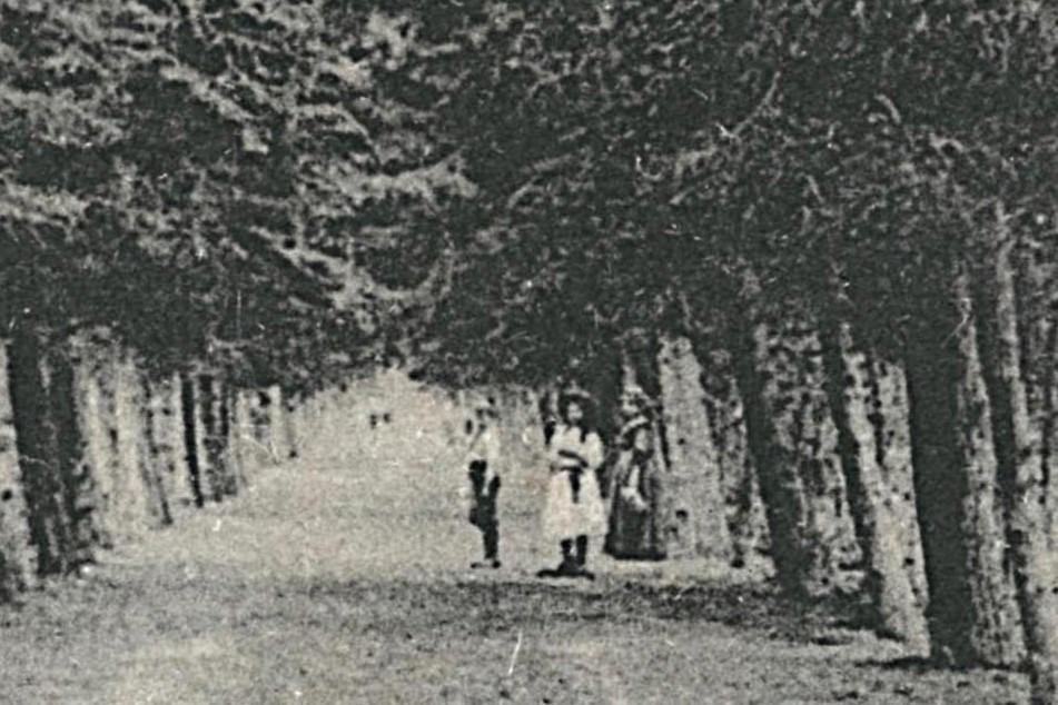 700108 Bergen 1931 Sparrenlaan .Postzegel gedeeltelijk verw, Ophalen of Verzenden, 1920 tot 1940, Gelopen, Noord-Brabant