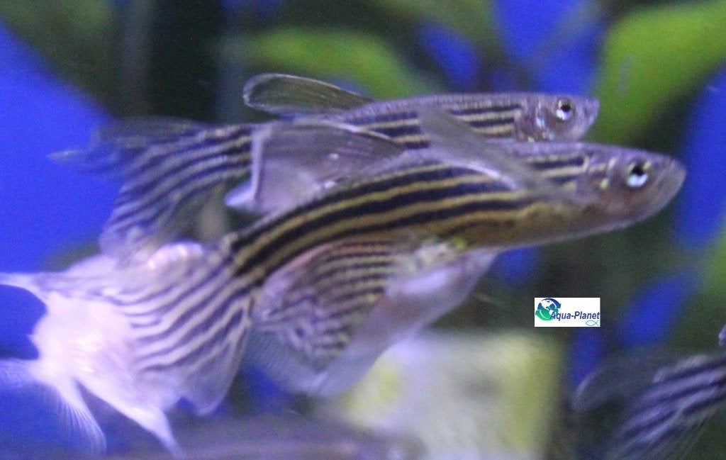 Zebra Danio "Lonfin", Vis, Zoetwatervis, Schoolvis