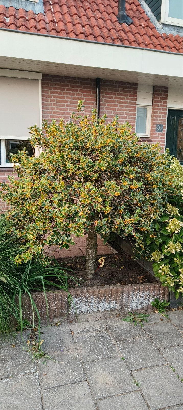 Hulst boom met bessen - zelf uitgraven, Ophalen, Overige soorten