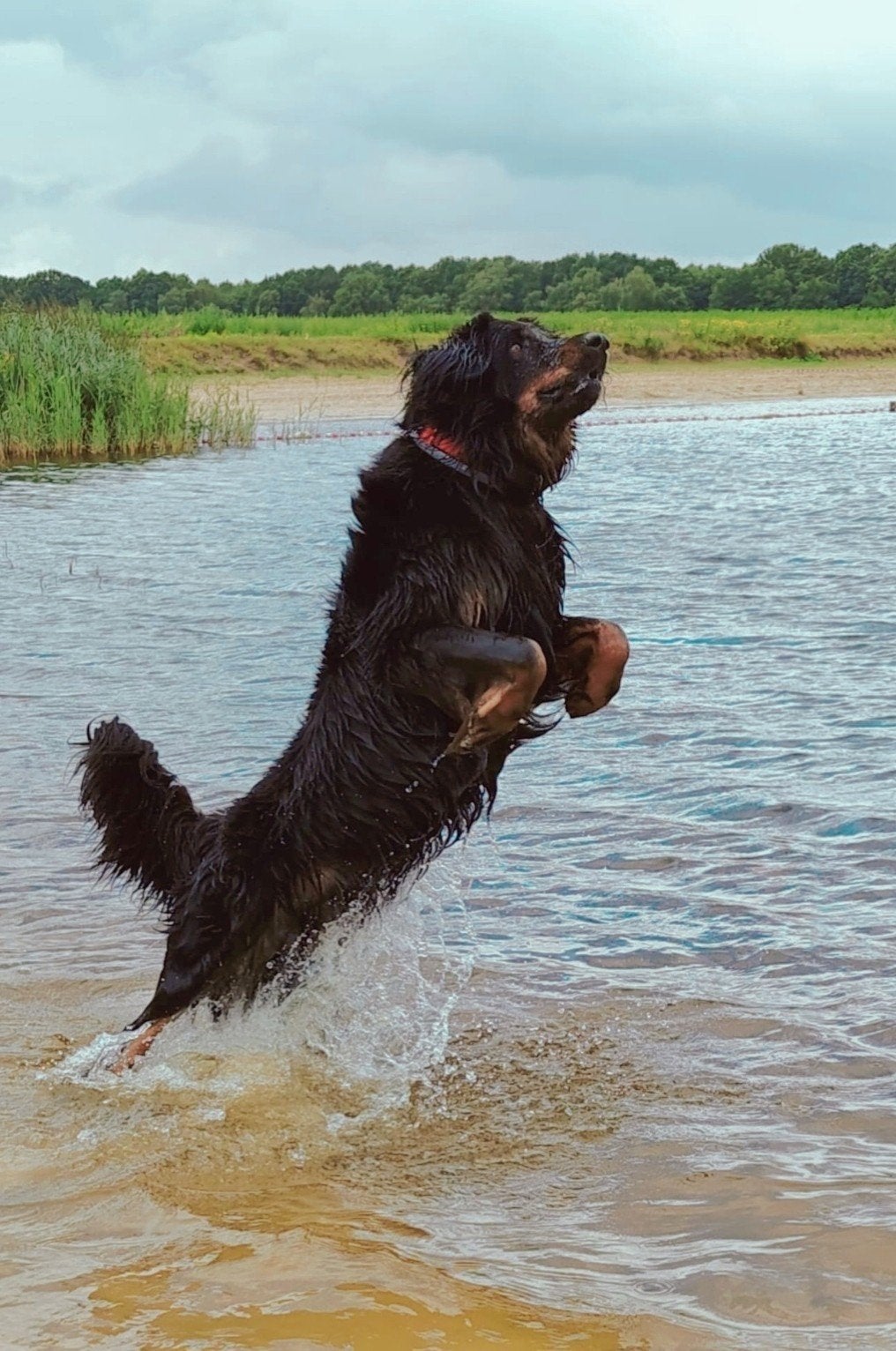 Hondenopvang in huiselijke en liefdevolle omgeving!, Diensten en Vakmensen, Dieren | Honden | Verzorging, Oppas en Les, Training of Cursus