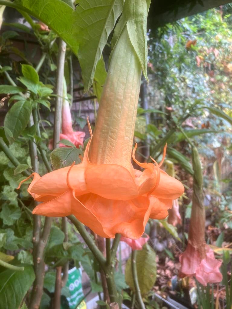 Brugmansia, Tuin en Terras, Ophalen of Verzenden, Overige soorten, Volle zon