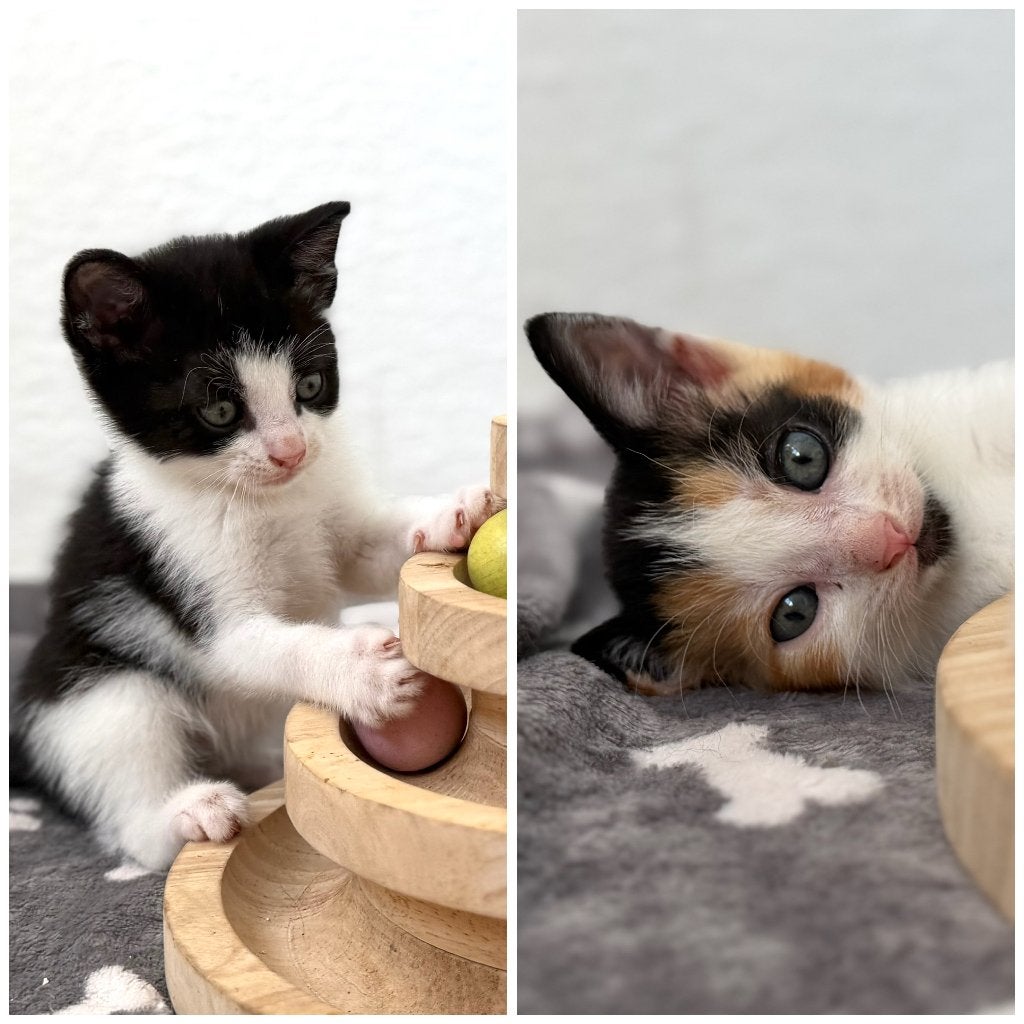 2 lieve kittens, Dieren en Toebehoren, Katten en Kittens | Overige Katten, Kortharig, Meerdere dieren, 0 tot 2 jaar