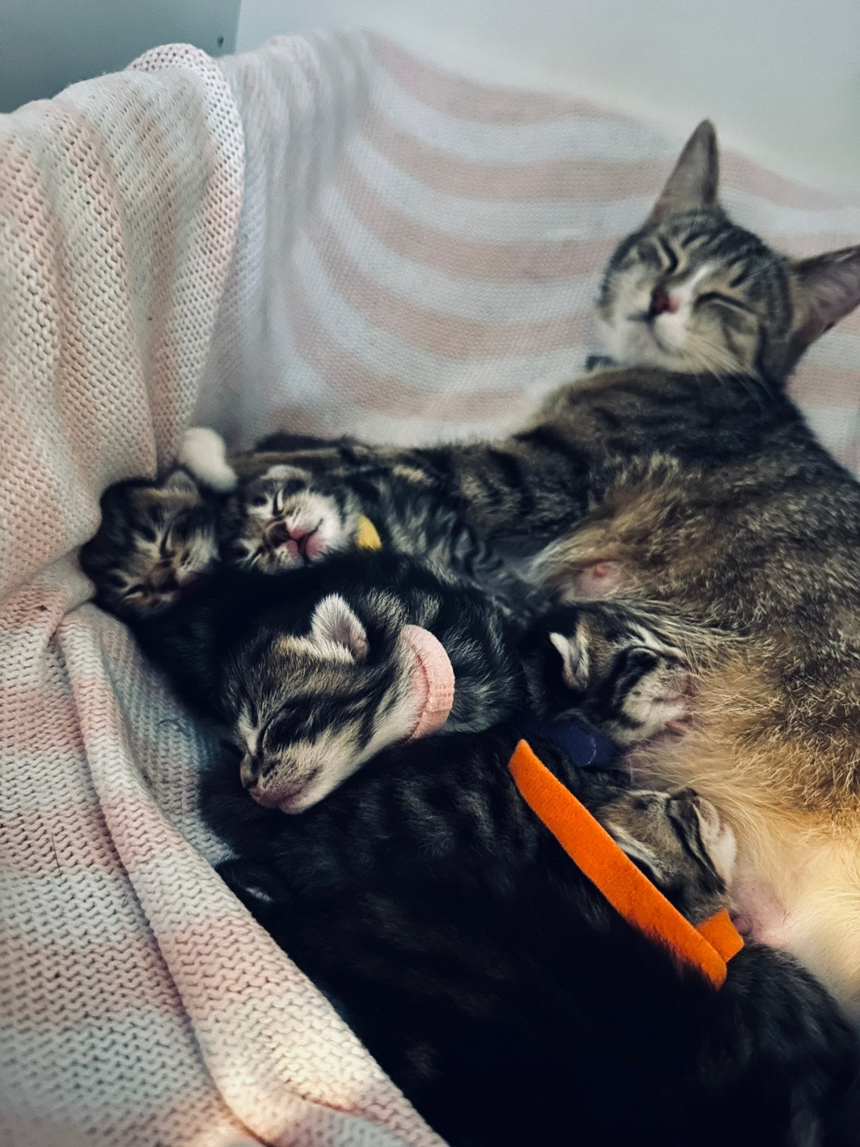 Kittens te koop, Meerdere dieren
