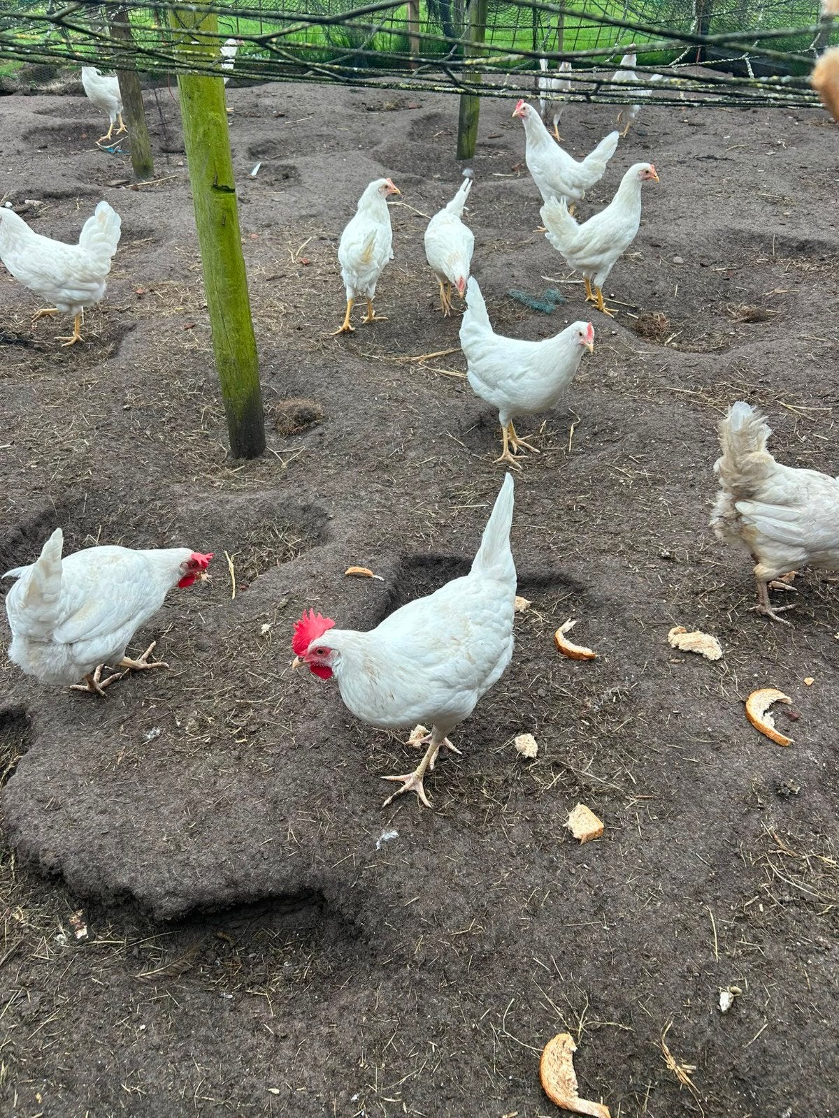 Jonge Witte Leghennen, Dieren en Toebehoren, Vrouwelijk, Kip
