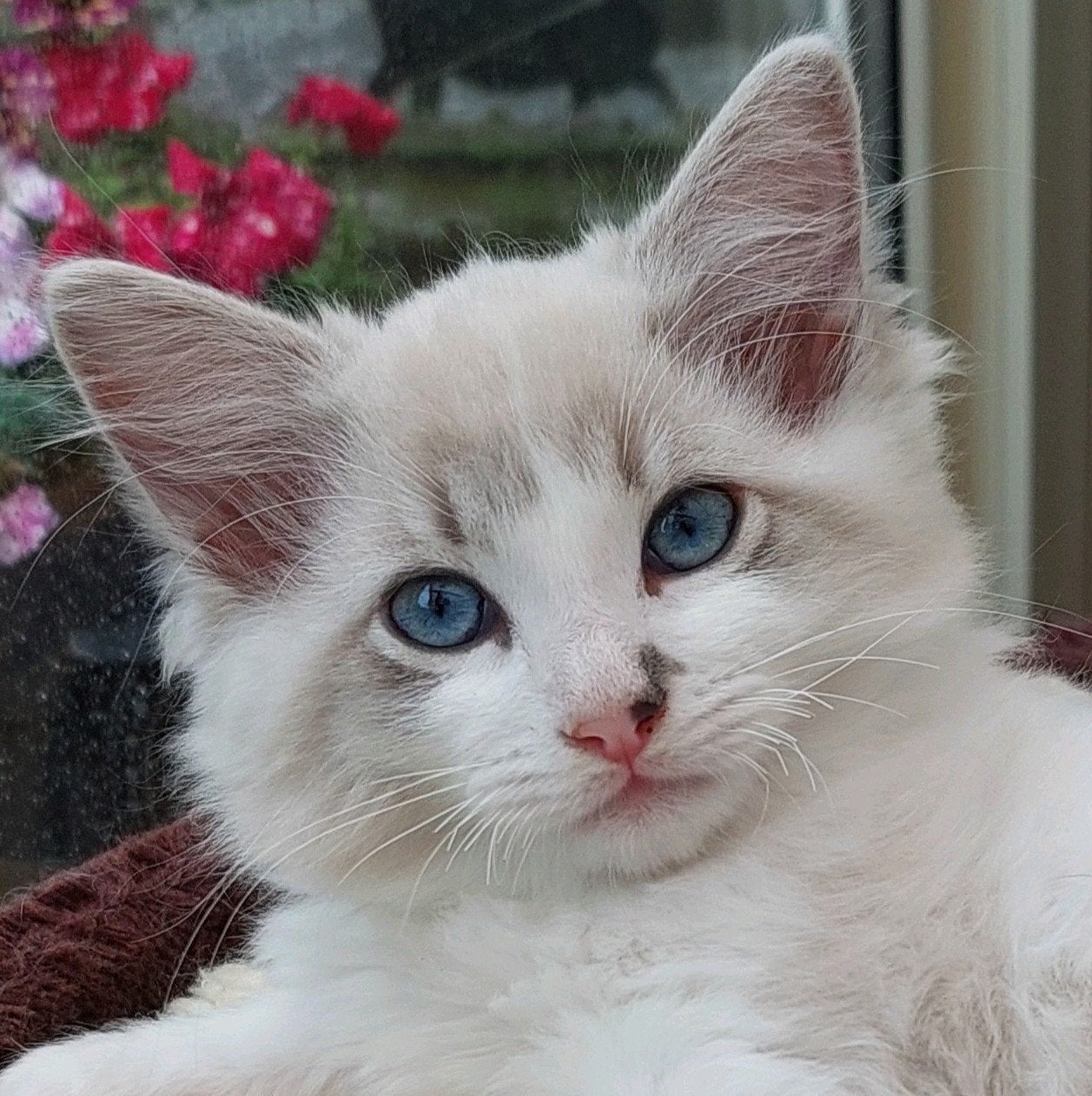 Ragdoll katertje met stamboom uit geteste ouders, Kater, Met stamboom