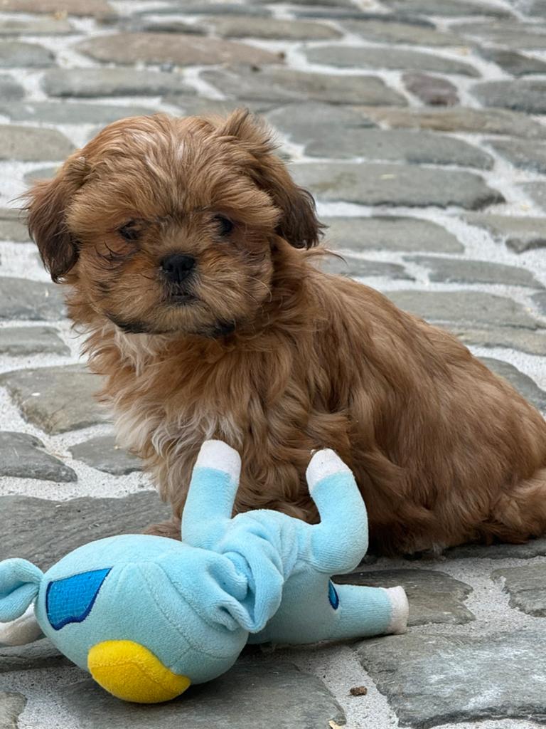 Lhasa apso pups, Parvo, België, Overige rassen, 8 tot 15 weken