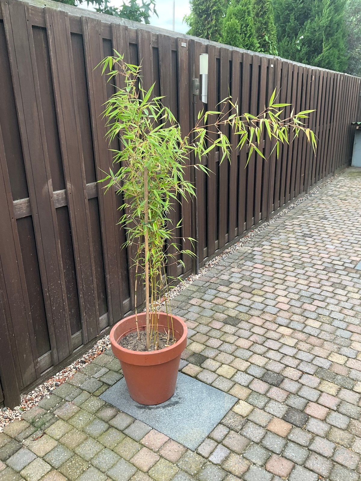 Bamboeplant niet woekerend, Ophalen