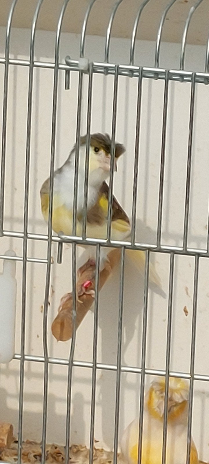 Te koop
2harlekijn kanaries, Dieren en Toebehoren, Vogels | Kanaries, Mannelijk, Kleurkanarie