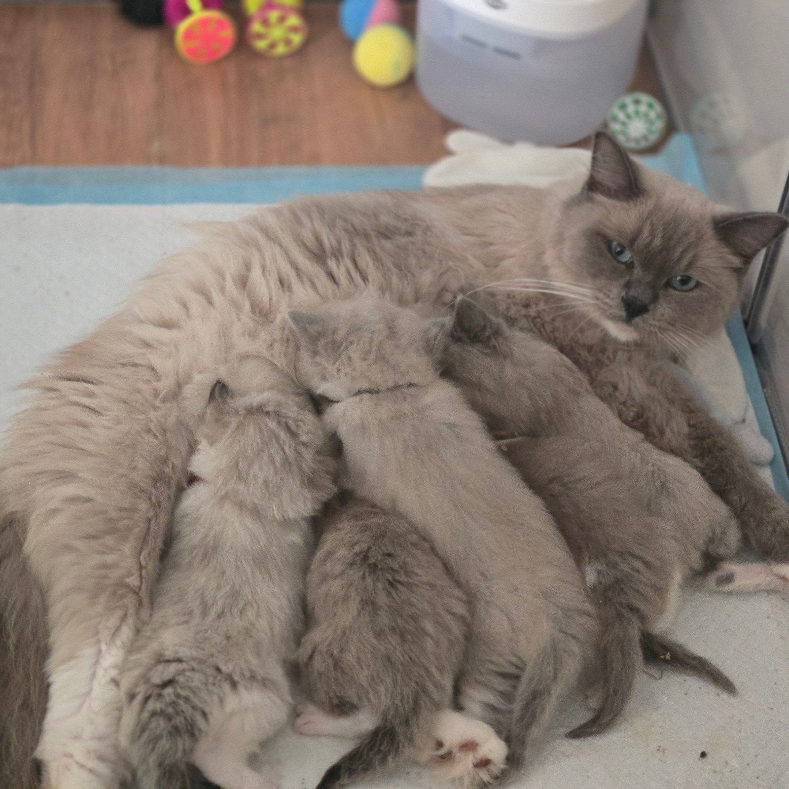 Ragdoll kittens kater en een poesje., Meerdere dieren, 0 tot 2 jaar