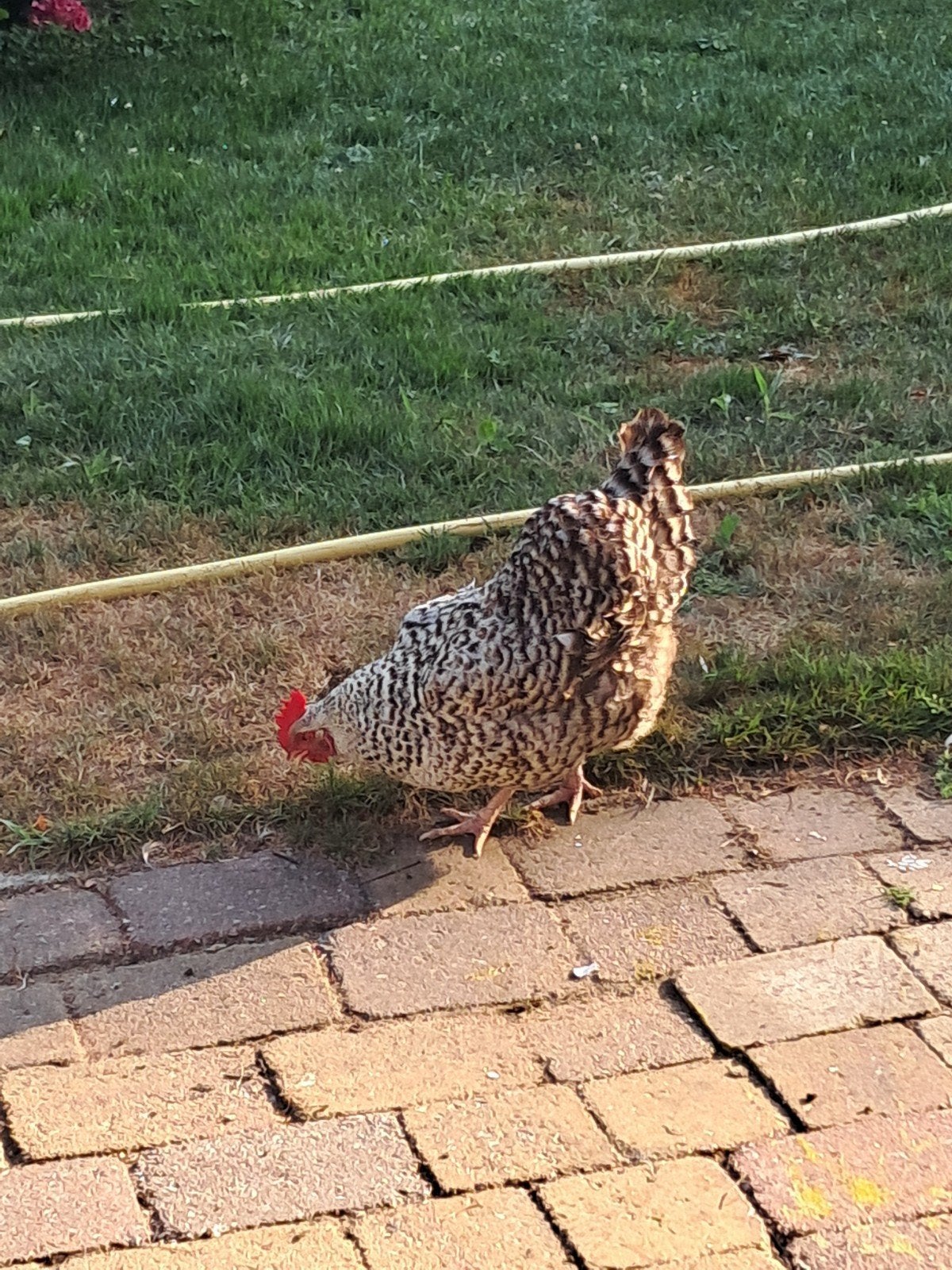 Mooie grote opvang kip, Dieren en Toebehoren, Vrouwelijk, Kip